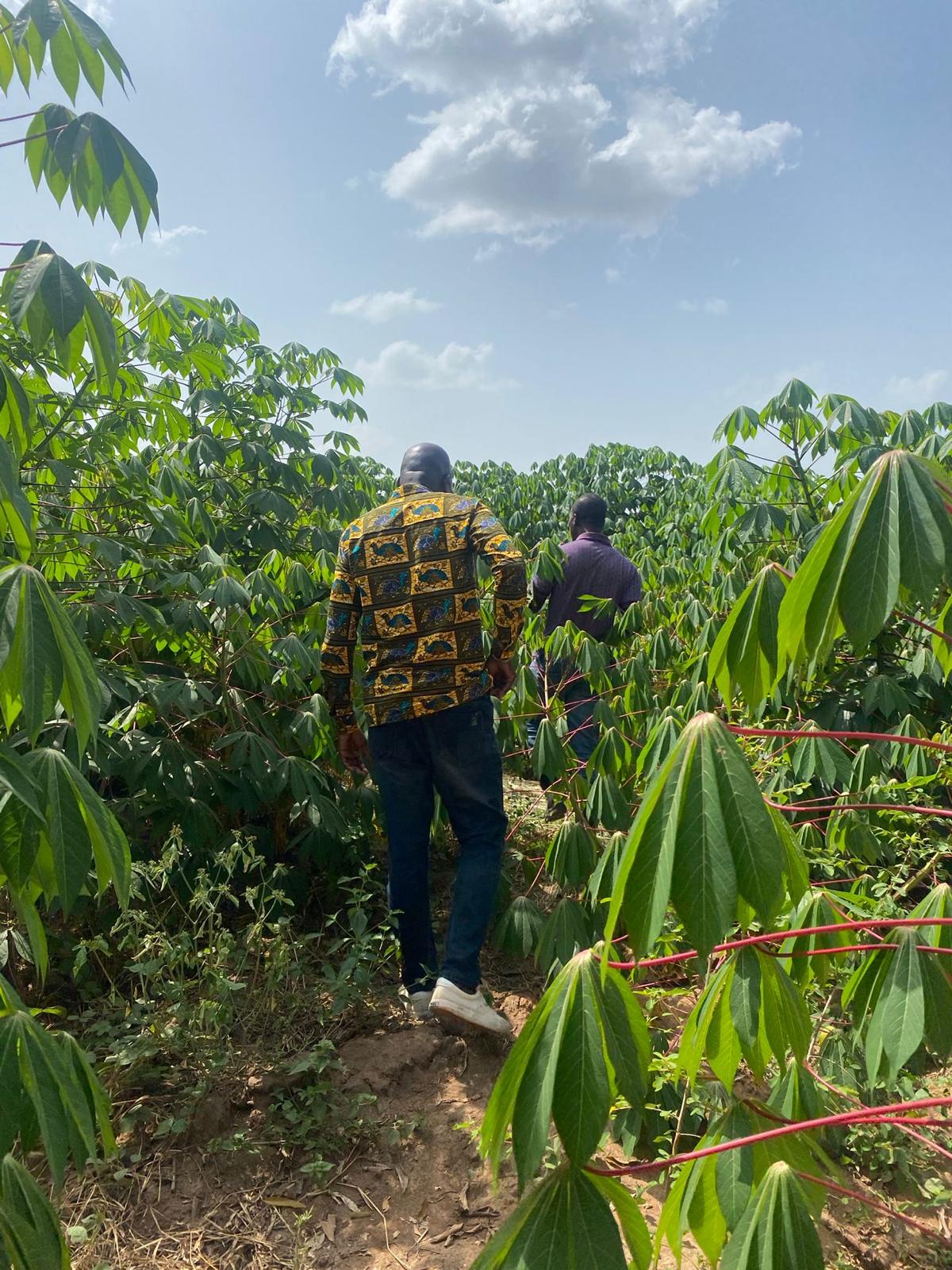Cassava-2