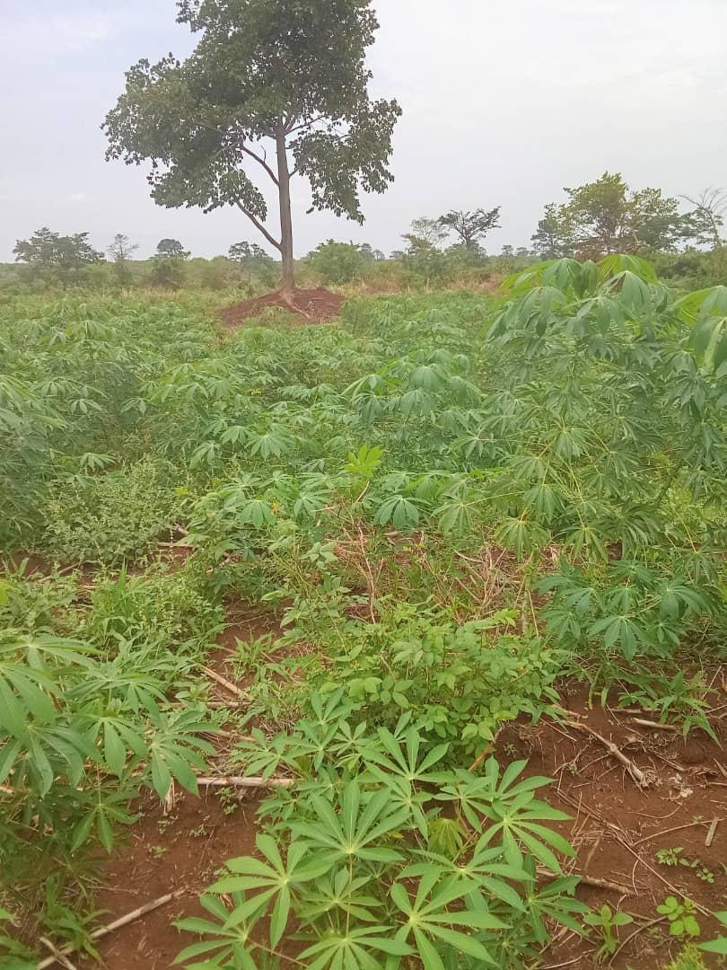 Cassava-6
