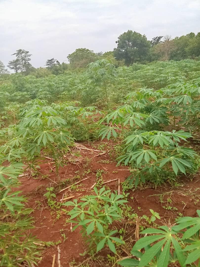 Cassava-7