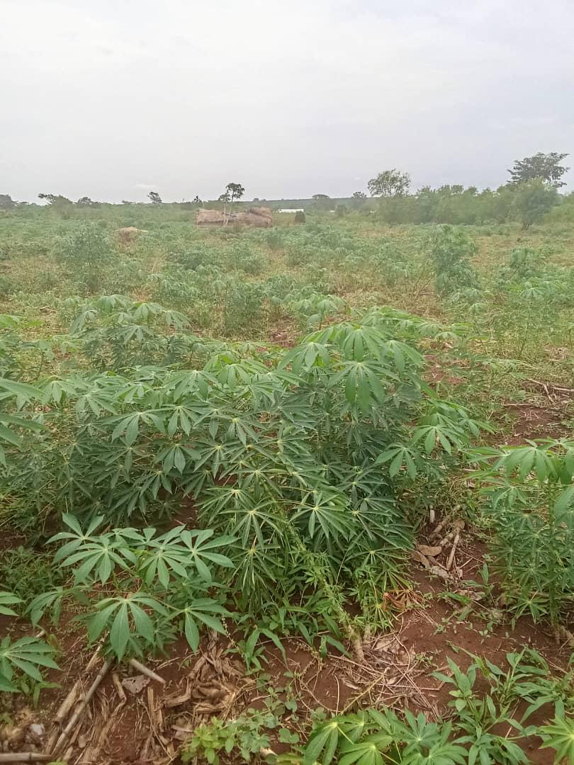 Cassava-8