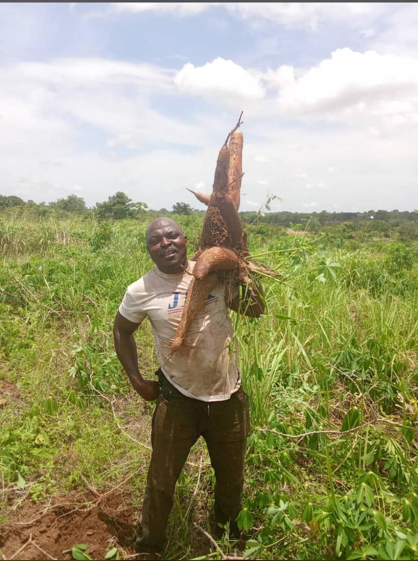 Cassava-9