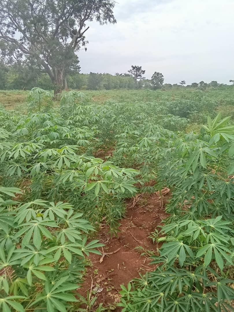 cassava-new